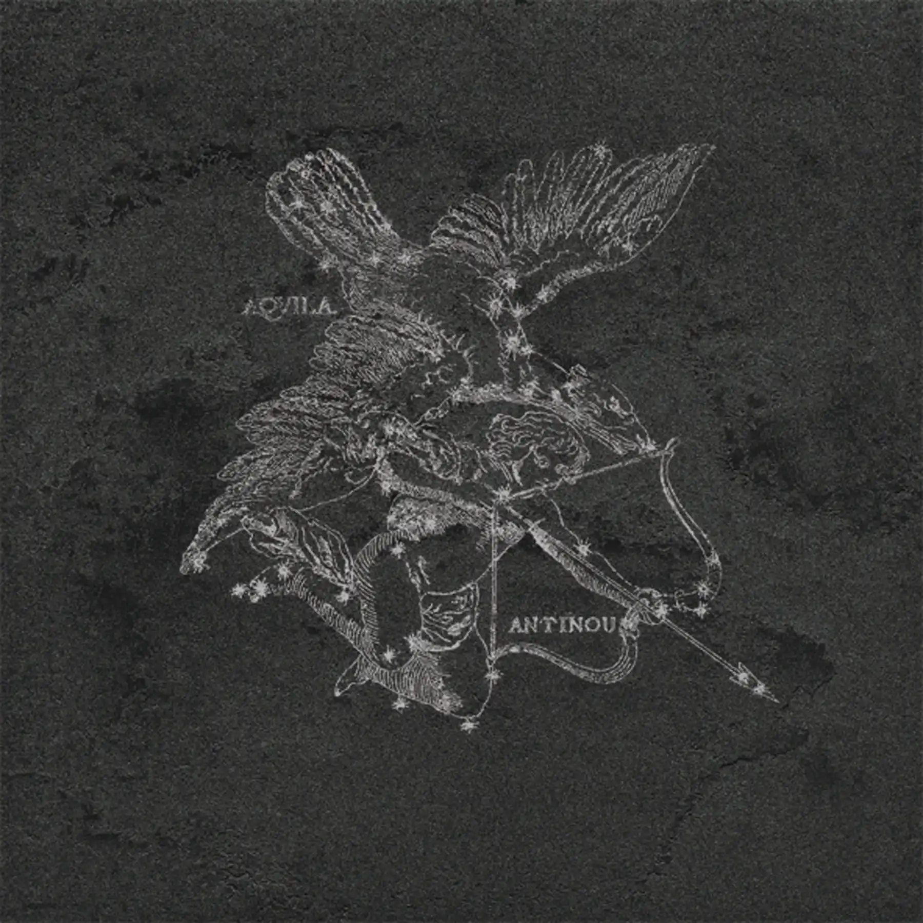 Pietra Lavica Aquila Gryphea 49x49 cm